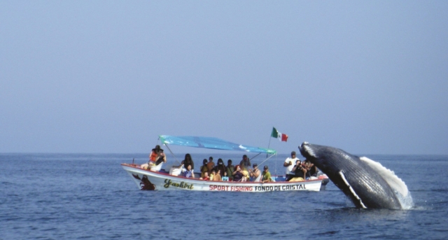 ballena cerca de la embarcacion